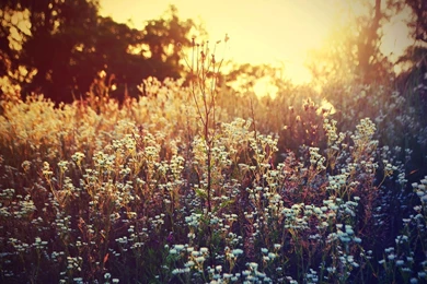 Wild Flower Wallpapers   Wallpapers Cave