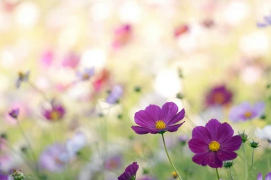 Wildflower Wallpapers