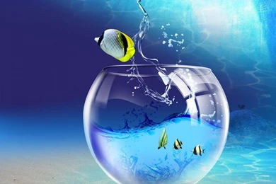 Wallpapers catalogue.com   Farewell To The Aquarium In 1024x768 ...