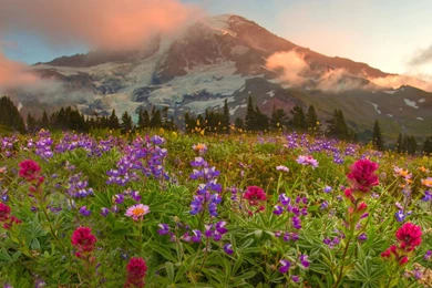 Wildflower Wallpapers