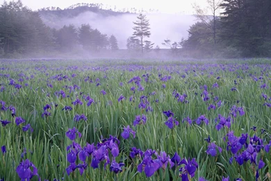 Wild Flower Wallpapers   Wallpapers Cave