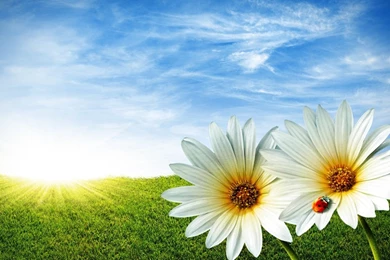 Ladybug Daisy Sky Wallpapers