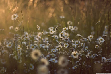 Wildflowers HD Desktop Wallpapers : High Definition : Fullscreen ...