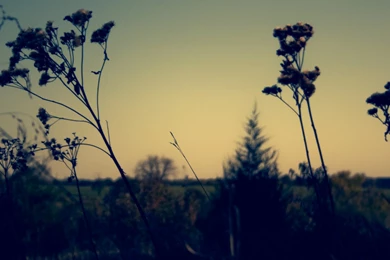 Wildflower Backgrounds