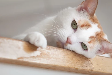 Download Wallpapers 2560x1440 Cat, Face, Eyes, Boring Mac iMac 27 ...