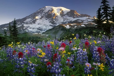 Desktop Wildflower Wallpapers