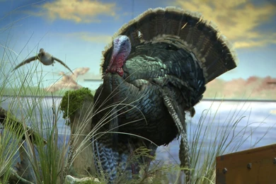 Turkey Computer Wallpapers, Desktop Backgrounds