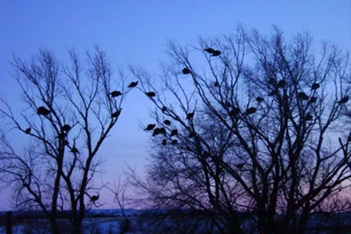 Antler Ridge Lodge   PC Pheasant And Turkey Hunting Wallpapers ...