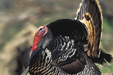 Belly Crawling Turkeys