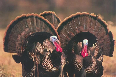 Wild Turkey Hunting