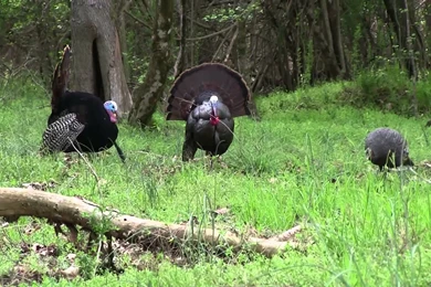 CITW 2014 E11 "Penned Up Gobbler" Georgia Turkey Hunting   YouTube