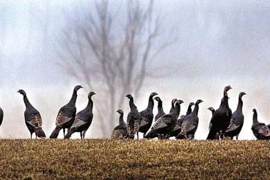 Turkey Hunting Wallpapers