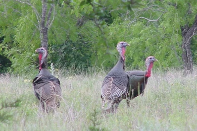 Wild Turkey Hunting