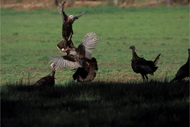 Turkey Hunting In Louisiana