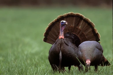 Turkey Hunting In Rhode Island