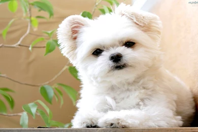 Ready For His Movie Debut, 'THE LOST GREAT WHITE EWOK!'   Puppies ...