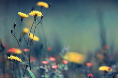 Pretty Hd Wallpapers – 1920×1080 High Definition Wallpapers ...