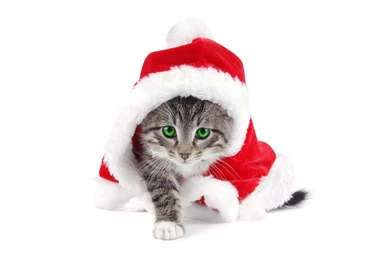 Wallpapers Wallpapers