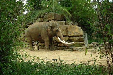 HD Elephants Wallpapers And Photos