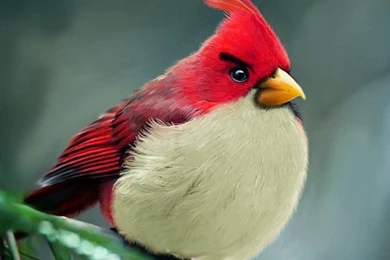 REAL Angry Bird Wallpapers HD Art POSTER