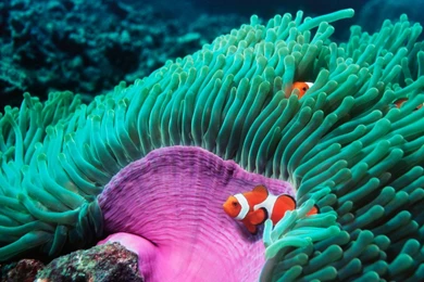 Download LG Optimus 2X Stock Wallpapers