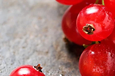 Z Wallpapers Lg G3 Two Dogs 1440 2560 548   1440 X 2560   Lg G3 ...