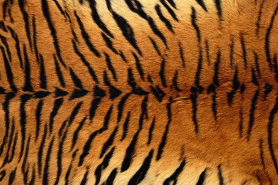Tiger Skin Wallpapers   Wallpapers HD Fine