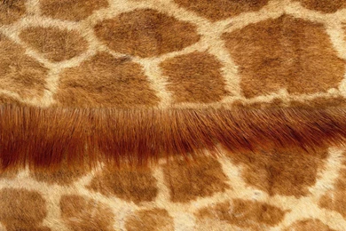 Skin Wallpapers For PC