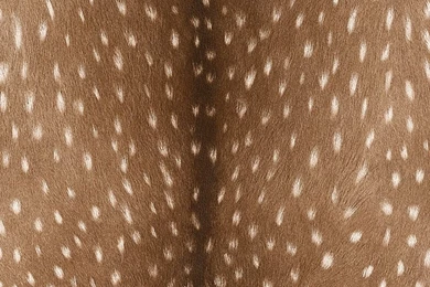 Brown Fawn Wallpapers