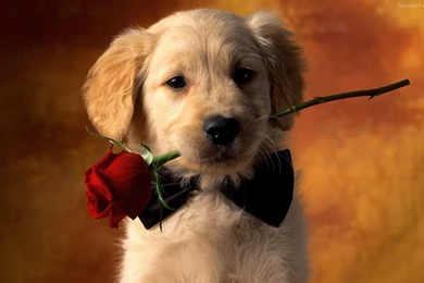 Cachorro, Adorable, Widescreen, Wallpapers (