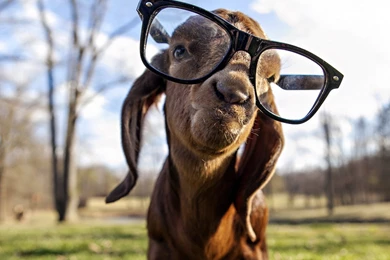 Adorable Lion Wallpapers Desktop