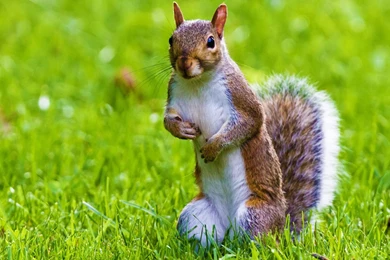 1920x1080 Adorable Squirrel Wallpapers