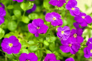 Flower Wallpapers For Desktop Full Size Images