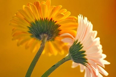 Flowers Wallpapers Part 1   Transformers Wallpapers