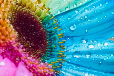 Flowers HD Wallpapers