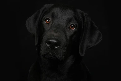 Black Dog HD Wallpapers