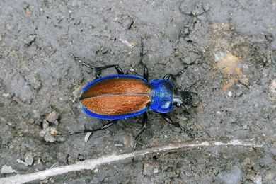 Blue Beetle Wallpapers And Images   Wallpapers, Pictures, Photos