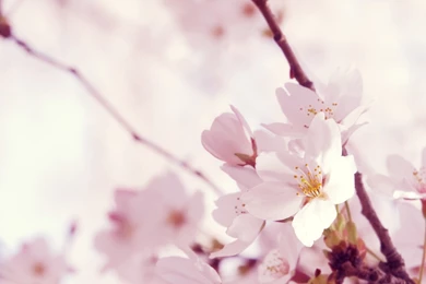 Download Wallpapers 2560x1440 Macro, Flower, Twig, Pink, White Mac ...