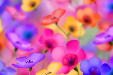 Colorful Flowers Wallpapers   Crazy Frankenstein