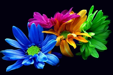 Colorful Flower Iphone Wallpapers : Nature Wallpapers   Ngantukan.com