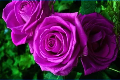 Colorful Flower Wallpapers   Android Apps On Google Play