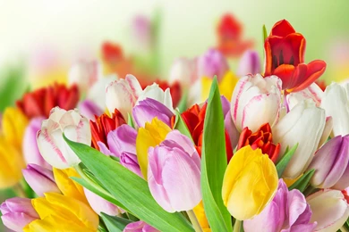 Spring Beauty Colorful Flowers Wallpapers HD Download