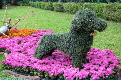 Colorful Flower Wallpapers   Android Apps On Google Play