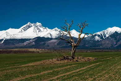 Dead Tree On A Backgrounds Of The Tatra Mountains, Slovakia ...