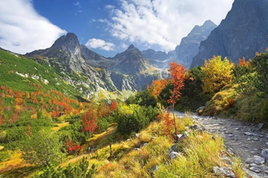 Nature, Landscape, Trees, Forest, Slovakia, Tatra Mountains ...
